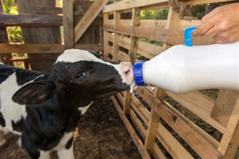 testing a bottle calf for disease|how to feed a sick calf.